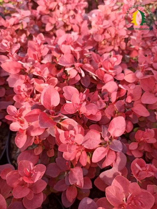 Berberis thunbergii 'Deep Purple ®'
